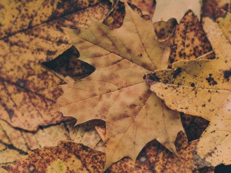 bunch of the yellow maple leafsの写真素材