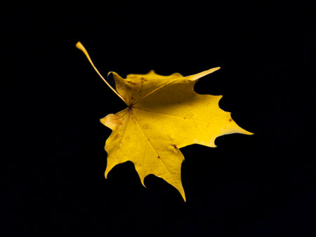 yellow maple leaf on the black background, macro studio photographyの写真素材