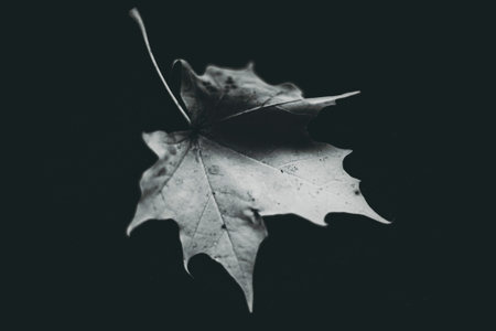 maple leaf on the black backgroundの写真素材