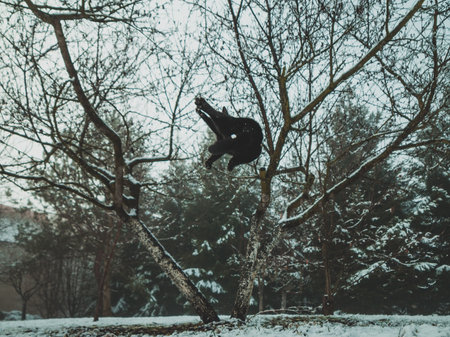 black cat jumping in snowy gardenの写真素材