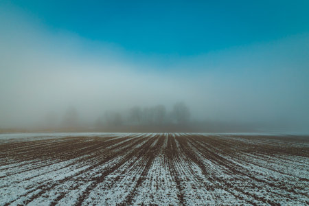 snowy field in the mist with trees in the backgroundの写真素材