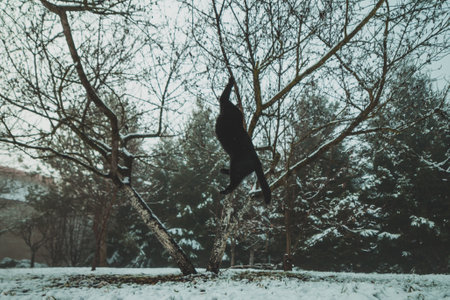 black cat jumping in snowy gardenの写真素材