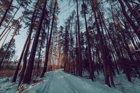 path in the winter forest