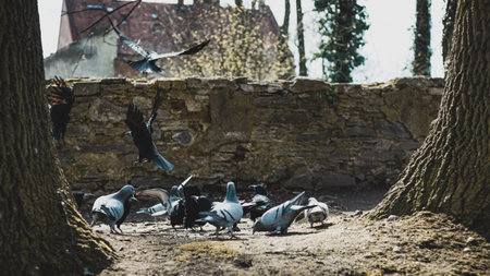 flock of birds in a city parkの写真素材