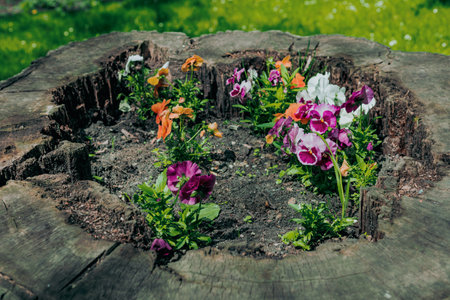 colorful flowers growing on an old tree stumpの写真素材