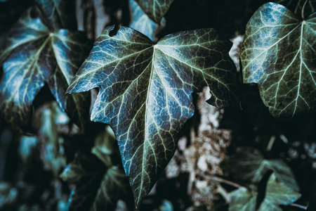 unusual leaf seen up closeの写真素材