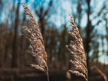 Water reed in a close-up with a blurred backgroundの写真素材
