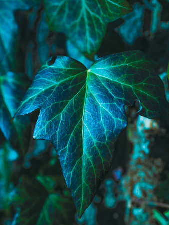 unusual leaf seen up closeの写真素材