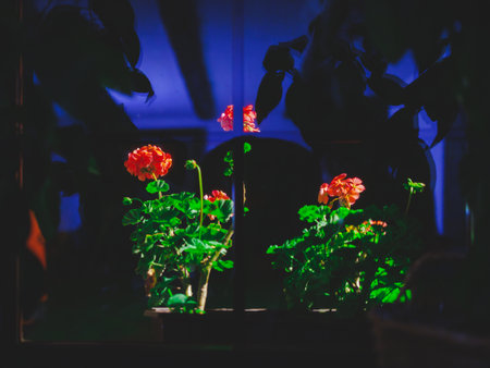 Flowers in a pot outside the window