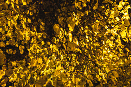 many yellow leaves at nightの写真素材