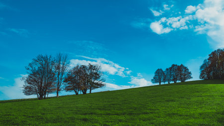 trees on green hills against a blue skyの写真素材