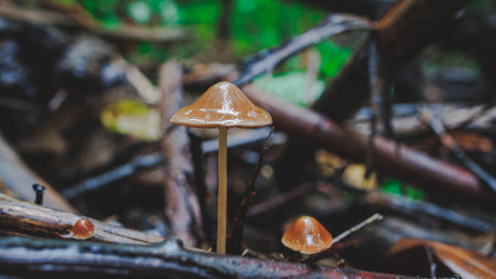 wet brown mushroom in the forestの写真素材