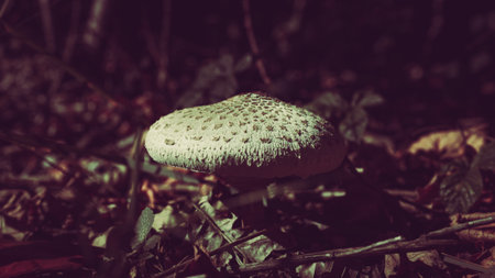 umbrella mushroom in forest litterの写真素材
