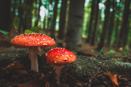 red toadstools in the forestの写真素材
