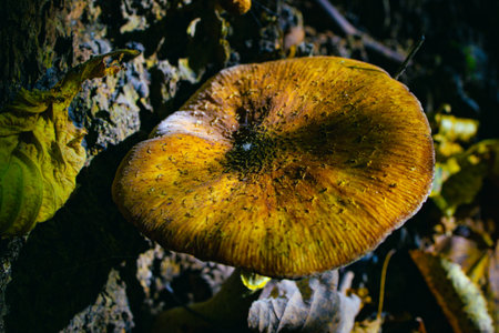 hat of brown mushroom in the forestの写真素材