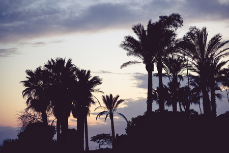 Silhouette of palm trees at sunset with vintage color toning and shallow depth of field.の写真素材