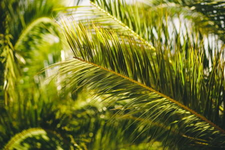Close up of palm leaves with shallow depth of field.の写真素材