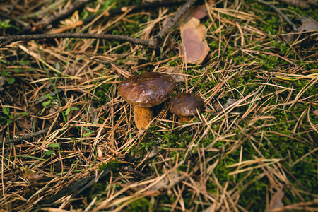 Close-up of a small Bay Bolete mushrooms in gloomy forest with shallow depth of field.の写真素材