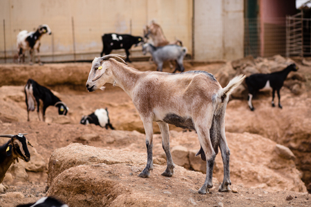 Majorera goat (cabra majorera) at a goat milk cheese farm. Photo with shallow depth of field.の写真素材