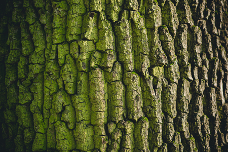 Close-up of tree surface with shallow depth of field and faded look