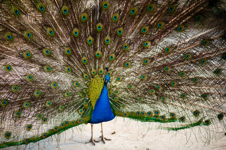 Peacock with feathers out. Photo with shallow depth of field.の写真素材