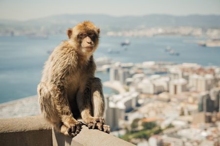 Barbary macaque sitting on a wall at the top of The Rock of Gibraltar with out of focus city in...