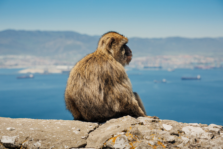 Photo of monkey sitting on a wall in Gibraltar, British overseas territory. Photo with shallow depth...