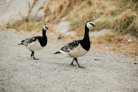 Two Barnacle geese on Skeppsholmen island in Stockholm, Sweden. Photo with shallow depth of field.の写真素材