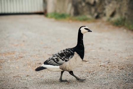 Barnacle goose on Skeppsholmen island in Stockholm, Sweden. Photo with shallow depth of field.の写真素材