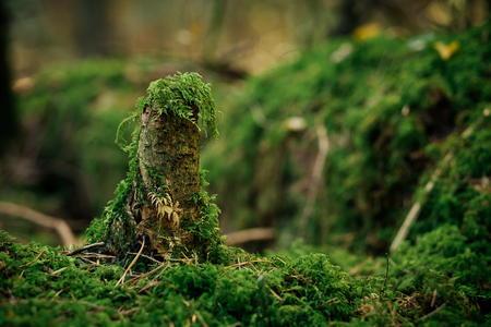 Close-up of tree stump overgrown with green moss. Photo with shallow depth of field.の写真素材