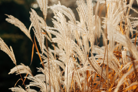 Close-up of reservoir reeds during autumn sunrise. Photo with shallow depth of field.