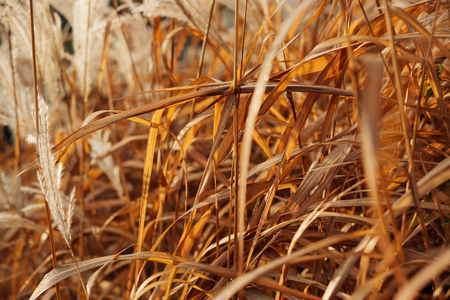 Closeup of dry grass. Photo with shallow depth of field.の写真素材
