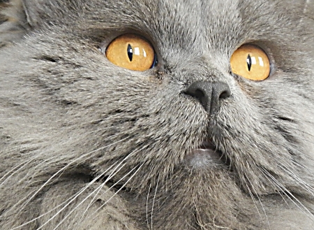 Photo portrait, close-up on cat whiskers and eyesの写真素材