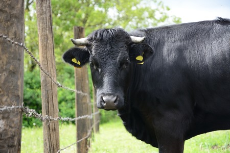 Beautiful Polish cows and bulls on a green fieldの写真素材