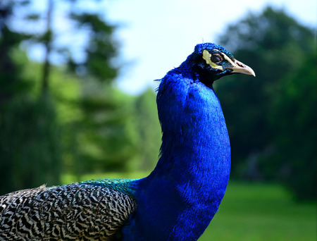 Beautiful, majestic, proud peacockの写真素材