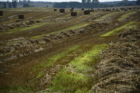 Round haystacks on a green field, 