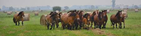 Herd of horses on green pasture