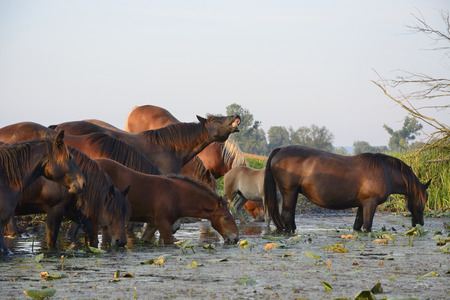 Herd of horses on green pasture at the watering holeの写真素材