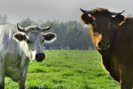 Beautiful Polish cows and bulls on a green fieldの写真素材
