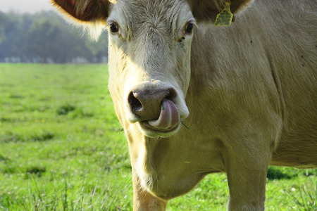 Beautiful Polish cows and bulls on a green fieldの写真素材