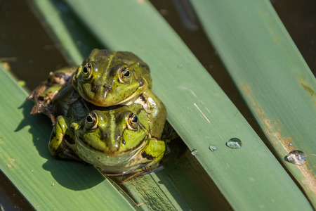 Pair frog sitting on a leaf in the mating seasonの写真素材