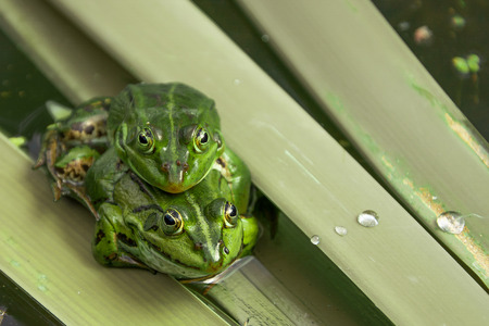 Pair frog sitting on a leaf in the mating season