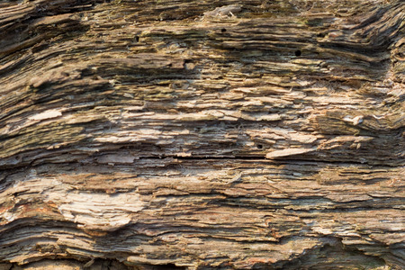 Old cracked and rotten piece of wood