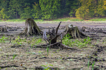 Old roots, the remains of trees on the dried lakeの写真素材
