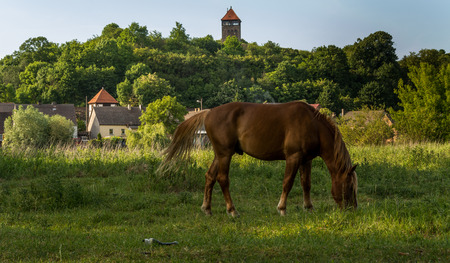 grazing horses on the edge of the villageの写真素材