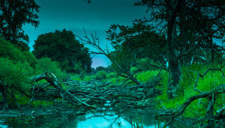 The old riverbed filled with trees, nature park, near Santok, Poland