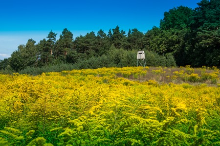 Hunting tower, pulpit, hidden among the trees and bushesの写真素材