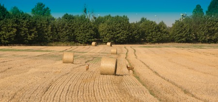 cultivation of food crops in the fields and meadowsの写真素材