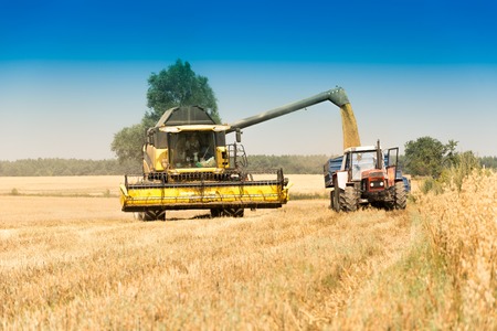 cultivation of food crops in the fields and meadows