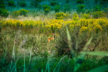 Hunting tower, pulpit, hidden among the trees and bushesの写真素材